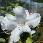 Rhododendron horlickianum