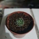 Mammillaria wrightii Hoja