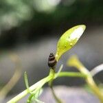 Callitriche brutia Likasa