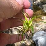 Eriocaulon striatum Leaf