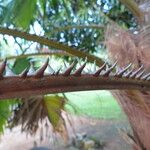 Livistona australis Likasa