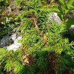 Juniperus communis Blatt