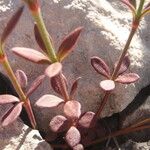 Crucianella latifolia Anders