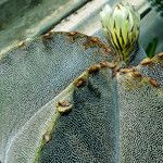 Astrophytum myriostigma Kôra