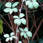 Rubus elegantispinosus Folio