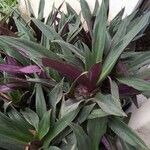 Tradescantia spathacea ഇല