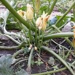 Cucurbita pepo Flower