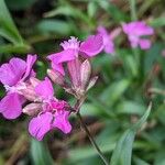 Viscaria vulgaris Floare