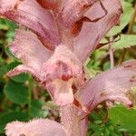 Orobanche caryophyllacea Цветок
