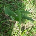 Siphonochilus aethiopicus Φύλλο