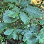 Quercus aliena Blad
