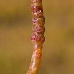 Salicornia perennis Кара