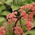 Rodgersia aesculifolia Blomst