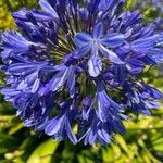 Agapanthus africanusFlor