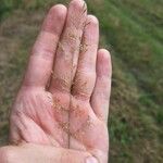 Agrostis gigantea Flor