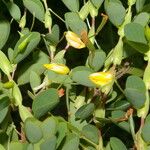 Chamaecrista diphylla Flower