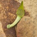 Aristolochia fontanesii Flower