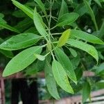 Santalum album Leaf