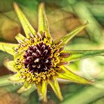 Tragopogon porrifolius 花