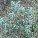 Cistus monspeliensis Leaf