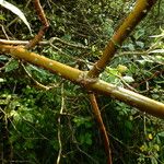 Cornus alba Bark