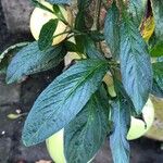 Solanum muricatum Blatt