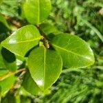 Camellia sasanqua Leaf