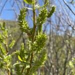 Salix lasiolepis Kwiat
