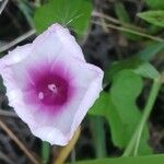 Ipomoea tiliacea Flower