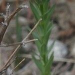 Linum strictum Habitus