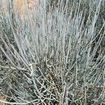 Ephedra intermedia Blad