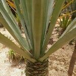 Agave sisalana পাতা