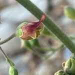 Scrophularia scorodonia Flower