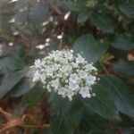 Viburnum rugosumFlor