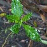 Crossandra infundibuliformis Blatt