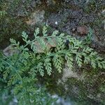 Asplenium fontanum Blatt