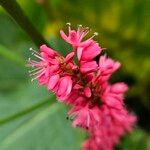 Bistorta amplexicaulis Flower