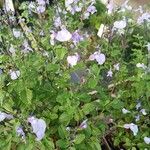 Salvia × jamensis Alkat (teljes növény)