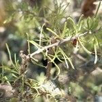 Lycium elongatum Hoja