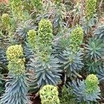 Euphorbia characias Ліст