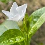 Vinca difformis Blomst