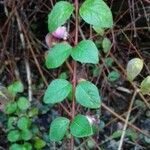 Symphoricarpos orbiculatus Blatt