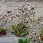 Limonium vulgare Feuille