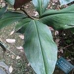 Costus curvibracteatus Leaf