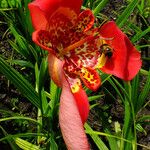 Tigridia pavonia Λουλούδι