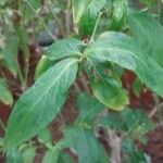 Justicia brasiliana Leaf