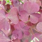 Oxalis spiralis Feuille