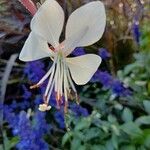 Oenothera gaura Λουλούδι