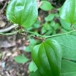 Smilax rotundifolia Leaf