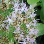 Sedum glaucophyllum Fleur